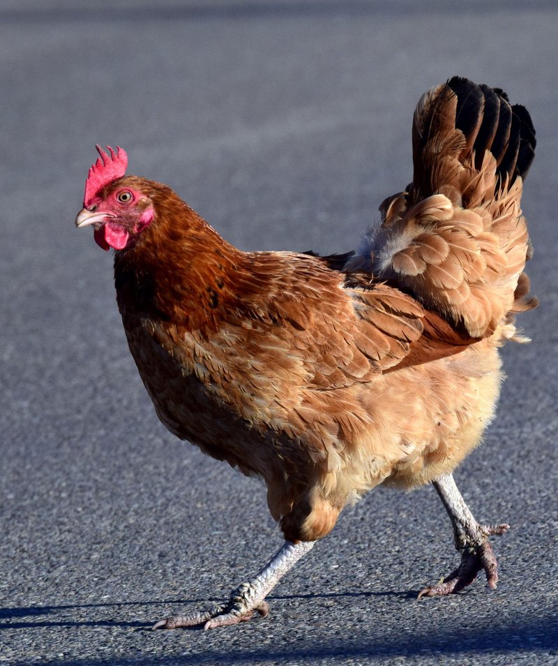 Descubre la emocionante aventura de Chicken Road en casinos de España online in Spain Descubre la emocionante aventura de Chicken Road en casinos de España online in Spain